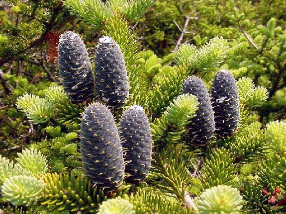 Abies balsamea (L.) Mill. var. phanerolepis Fernald