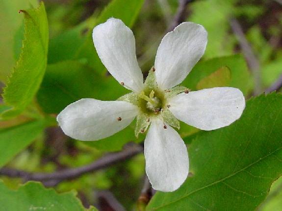 Amelanchier x intermedia Spach