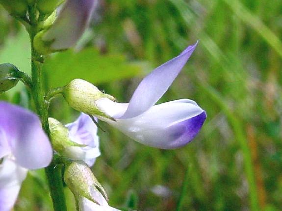 Astragalus alpinus var. brunetianus