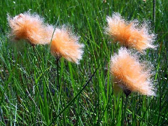 Eriophorum russeolum Fries in Hartman subsp. russeolum